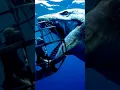 Download Lagu Seacreatures Attack #shorts #fishing #seacreatures #shark #fish #sharks