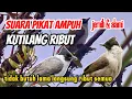 Download Lagu SUARA PIKAT PALING AMPUH KUTILANG RIBUT , DURASI PANJANG SUARA JERNIH ASLI ALAMI