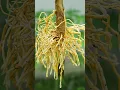 Download Lagu 🌿A great way to propagate lemon tree is by air layering using aluminum foil #lemontree #gardening