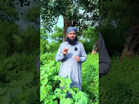 पीपल के पेड़ का यह नुस्खा! दाह जिर्यान में कैसे इस्तेमाल करें? PeepalTree #Ayurveda #unani