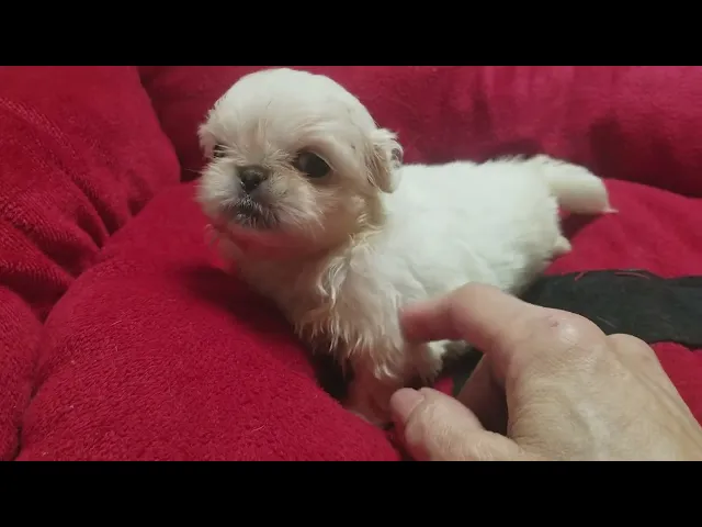 動画