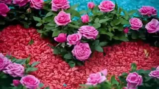 اجمل بوكيه   ورد في   العالم     دندنها