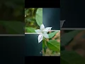 Lagu Trending Instagram reels idea 🔥 flower photography 🌼