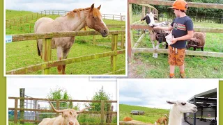 Kids having fun at Mollie moo s pet farm