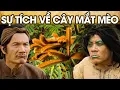 Download Lagu SỰ TÍCH VỀ CÂY MẮT MÈO | SỰ TÍCH VIỆT NAM MỚI NHẤT 2023 | PHIM SỰ TÍCH HAY NHẤT 2023 | GHIỀN CỔ TÍCH