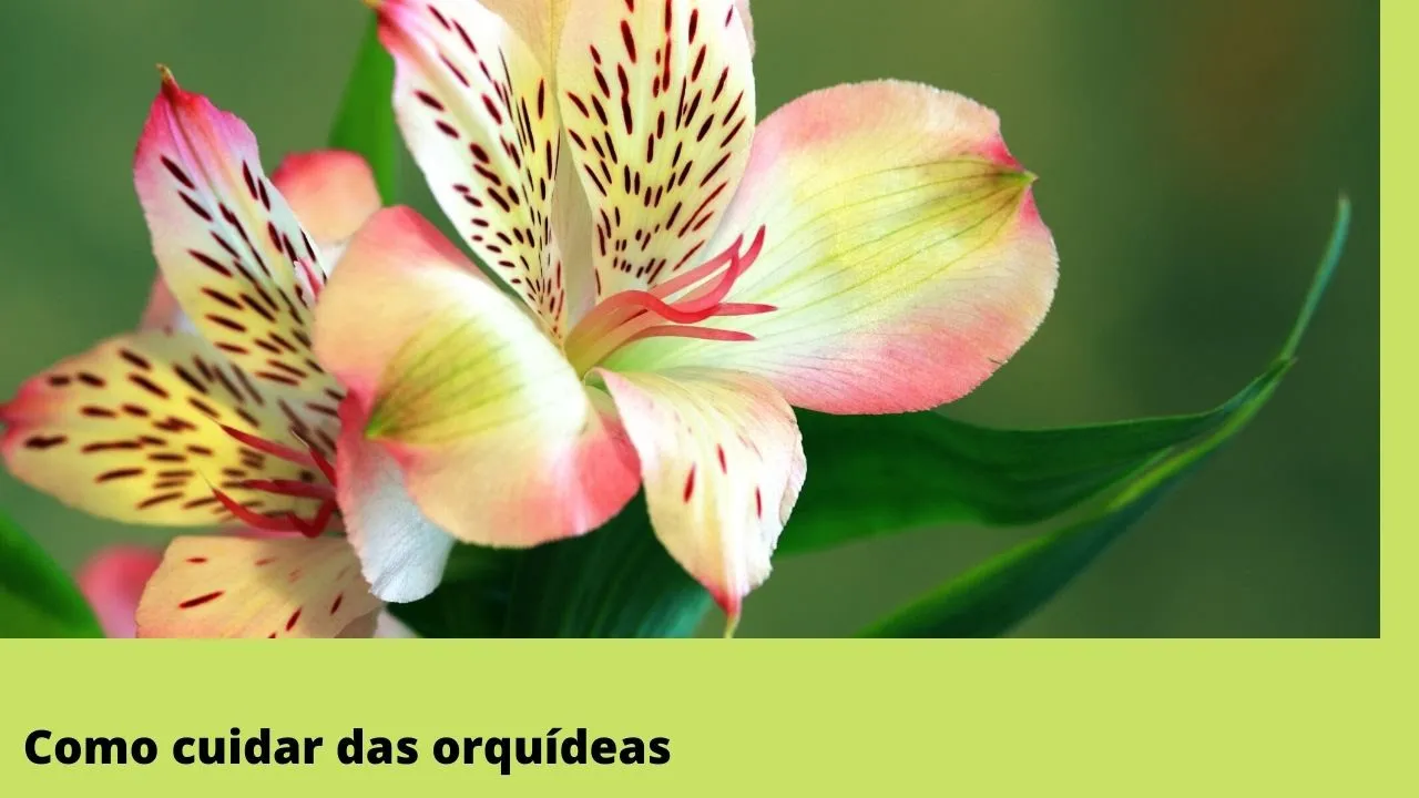 CUIDAR DAS ORQUÍDEAS