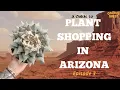 PLANT SHOPPING IN AZ BACHS GREENHOUSE CACTUS NURSERY BIGGEST SPECIMENS YET