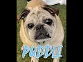Meet Puddle