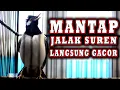 Download Lagu JALAK SUREN GACOR MATAP JADI PANCINGAN LANGSUNG BIKIN JALAK GACOR #jalaksuren   #jalaksurengacor