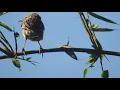 Download Lagu Cica-koreng Jawa gacor, kicau burung di alam liar. #StriatedGrassbird #Burung #birdsong #kicaumania