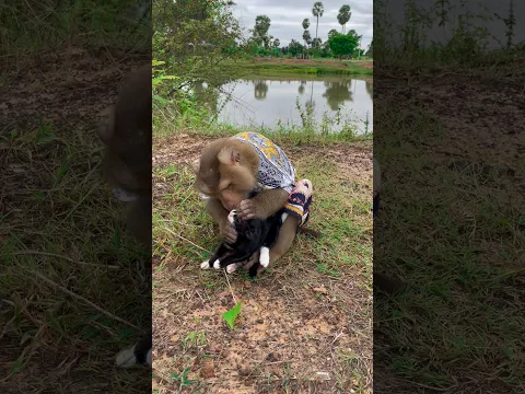 Great video Super SokYaa Very Adorable & Harmony Animals Around The World #shorts