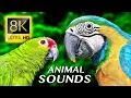 DIERENGELUIDEN 8K ULTRA HD