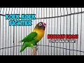 Download Lagu Suara Burung Lovebird Ngekek Panjang ini CEPAT SEKALI Memancing Lovebird apapun Langsung PANAS NYAUT