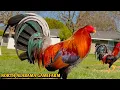 Yellow leg hatch Sweater Roundhead - NORTH ALABAMA FARM