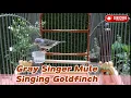 Download Lagu White rumped seedeater | Masteran Mozambik Gacor | Hybrid Finch | Chanteur d'afrique | Crithagra Mix