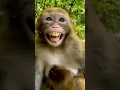 Download Lagu Very Funny Money 😂 Monkey 🐒 Acting 🤣#funny #monkey #comedy #yoytubeshorts