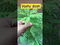 Lagu vastu dosh #vastu #viralvideo #plants #gardeningvideos #gardenersgardening #gardenplants