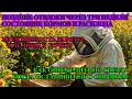 Download Lagu Состояние ПОЗДНИХ ПЧЕЛИНЫХ ОТВОДКОВ РАСПЛОД СПУСТЯ ТРИ НЕДЕЛИ когда нужно ОСТАНОВИТСЯ С СИРОПОМ 🐝🐝🐝