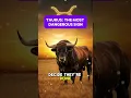 Taurus Most dangerous sign