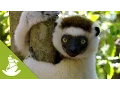 The sifakas and other species found only in Madagascar
