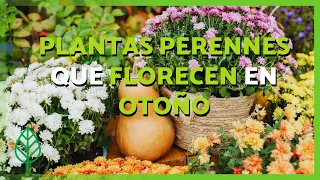 🌸 6 PLANTAS PERENNES que se plantan en verano y florecen en OTOÑO