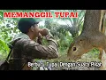Download Lagu BERBURU TUPAI CARA PANGGIL Part 23 || Suara Tupai Pemikat || Spot baru banyak tupainya