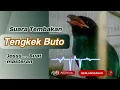 Download Lagu Suara masteran tengkek buto tembakan rapat