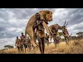 Lagu Into Kudu Territory - Dangerous Survival Hunt with the Hadzabe Tribe