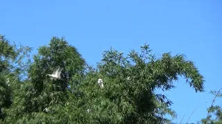 O Berçário das Garças em Londrina PR - 18/10/2026