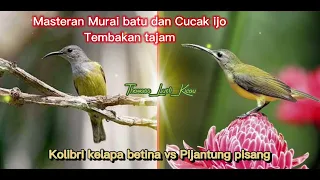 tembakan kolibri manggar betina vs pijantung pisang speed rapat untuk murai batu dan cucak ijo juara