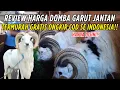 Download Lagu Update Harga Domba Garut Harga Merakyat Kualitas Pejabat Dari Pusatnya