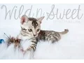 Wild N Sweet Rocky