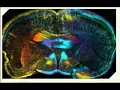 Neuroscience Virtual Commencement 2021