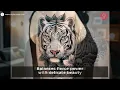 8 Incredible Japanese Tiger Tattoo Ideas Meanings