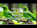 suara burung cucak ijo mini atau cucak daun betina #cucakijominibetina