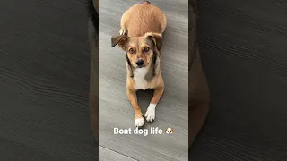 Boat dog life 🐶 Do you wanna go to land???