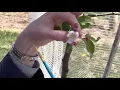 How to cross pollinate Apples