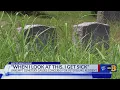 It s a disgrace Petersburg resident fed up with overgrown grass at Blandford Cemetery