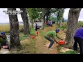 Tebang 3 pohon dengan cepat dan mudah, Husqvarna 3120 xp \u0026 Stihl ms 660 chainsaw.