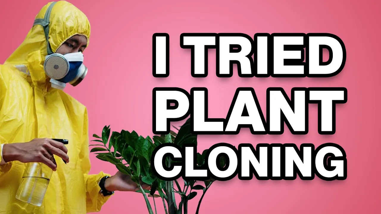 Plant Tissue Culture 101 | I cloned a plant at home!