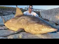 Download Lagu REVENGE on MASSIVE Bull Shark! Catch Clean Cook!