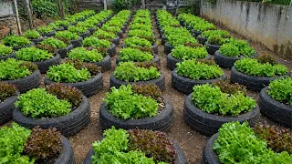 Don’t Throw Away Old Tires! Grow Lettuce Salad Like This for INSANE Harvests
