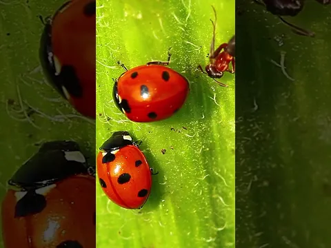 Creepy Dave Ladybugs