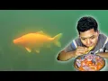 Download Lagu PLOT TWIST!!! Niat Berburu GURAME BABON Itu Lagi, Malah Dapat IKAN MAS Danau Toba. Langsung DIARSIK