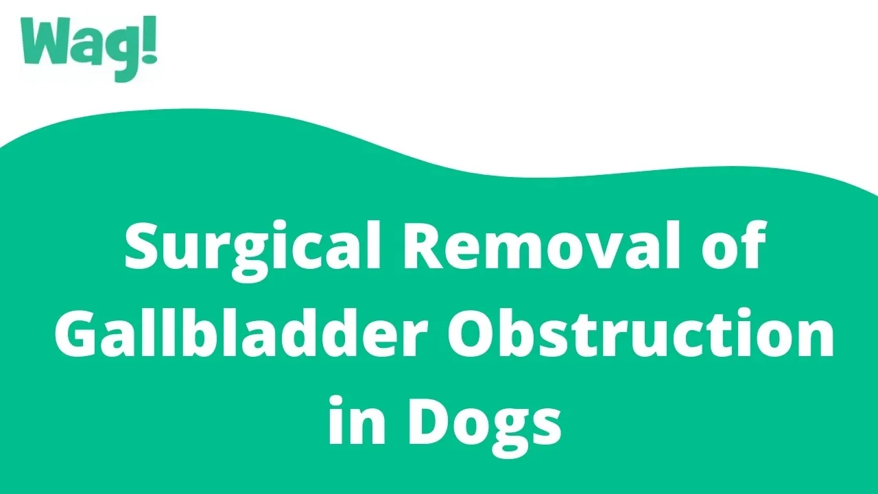 How Long Does It Take A Dog To Recover From Gallbladder Surgery