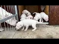 30 days Dogo Argentino puppies first time outside
