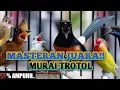 Download Lagu Masteran Murai Batu Trotol Full Isian  Mudah Masuk Suara Jernih ❗❗