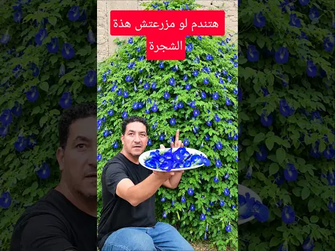 شجرة وحش🚀 صاروخ في النمو وأزهارها خرافية! 🌸 تتحمل الحر وتناسب الأصص