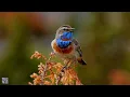 Download Lagu Bluethroat singing,Blåstrupe,Варакушка,Gorgebleue à miroir chant,Blauwborst,bird song Birkebei,p1000