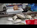 Let s go shopping Asian market 168 Madison Heights